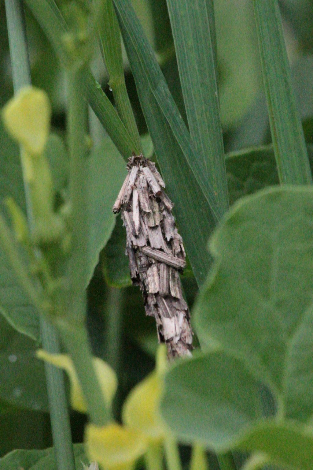 Astuccio di Psichidae?  S, cfr. Pachythelia villosella